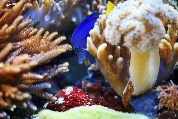 Does the Introduction of Aquascaping as a Hobby Improve Mental Health and Creativity?